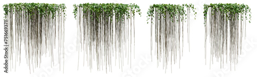 Set of Cissus verticillata plant or Princess vine with isolated on transparent background. png file, 3d rendering illustration, clip art and cut photo