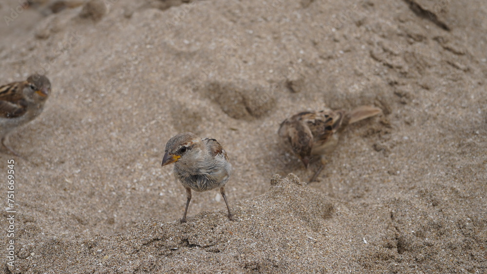 Gorriones en la playa, en la arena, pájaros en la orilla del mar
