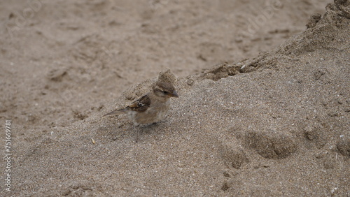Gorriones en la playa, en la arena, pájaros en la orilla del mar photo