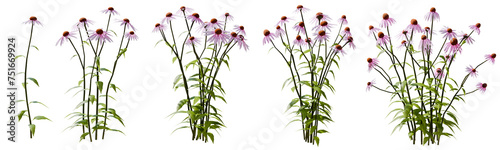 Set of purple wild flowers with isolated on transparent background. PNG file, 3D rendering illustration, Clip art and cut out