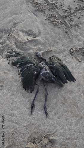 Pájaro negro pico largo muerto en la playa, ibis negro muerto en la orilla del mar photo