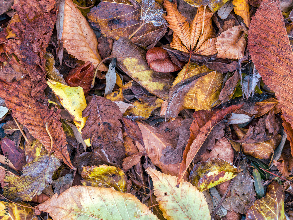 A feast of color created by autumn leaves lay flat on the ground. Natural earthy background. A feast of color created by autumn leaves lay flat on the ground. Natural earthy background.