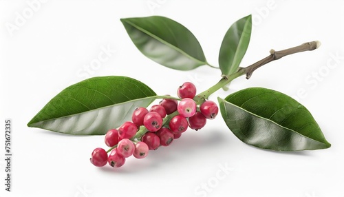 fresh pink peppercorns on branch with green leaves isolated on white background