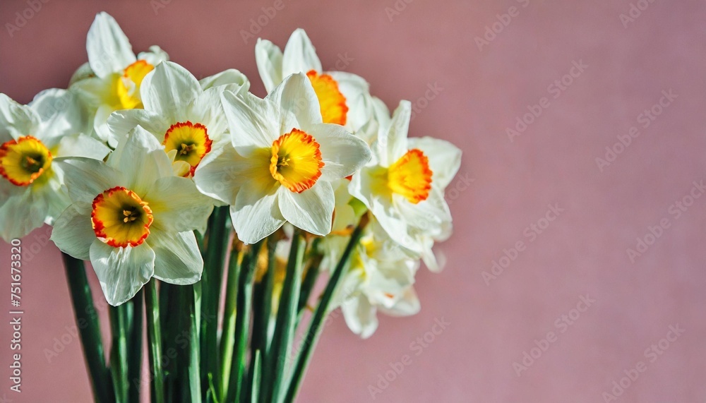 fresh scented bouquet of white narcissus on a colored backdrop isolated pastel background copy space