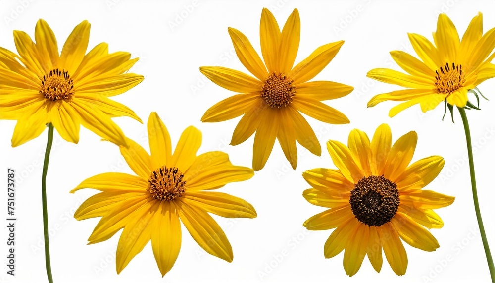 botanical collection five yellow flowers of heliopsis helianthoides isolated on a white background elements for creating designs cards patterns floral arrangements wedding cards and invitations