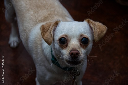 Chiweenie Pomeranian Mix breed looking at the camera aggressively