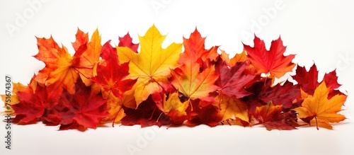 A collection of vibrant autumn leaves  including red and colorful maple foliage  arranged in a heap on a white background. The leaves showcase the vivid hues of the fall season.