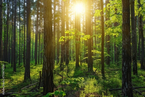 The suns rays filtering through the dense canopy of trees in the forest, creating a dappled light effect on the forest floor.