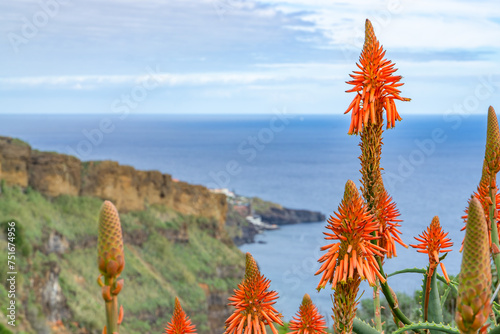 Beautiful agaves on the isle of Madeira, Portugal photo
