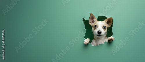 Enthusiastic dog with big ears visible through a gash in green paper, depicting eagerness and curiosity