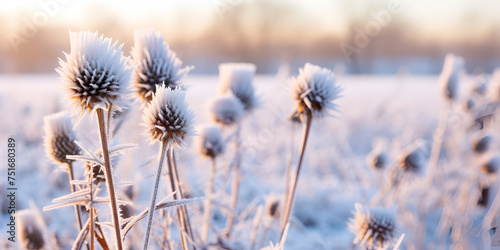 Snow Of Thistle, Frost and snow covered thistles in a wild field in winter,  a natural wildflower meadow were covered with snow, Generative AI © shabnam