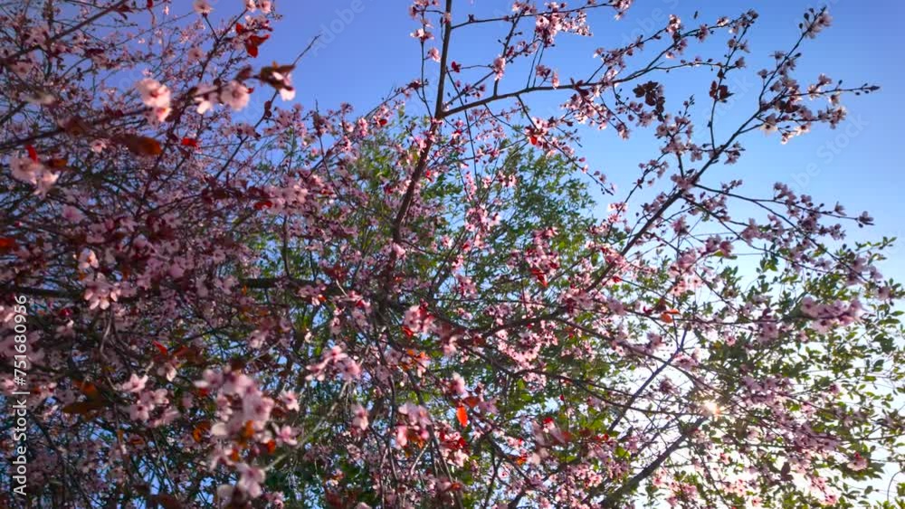 Cherry blossom tree branches with pink and red flowers low angle pan against a blue sky background. Cherry blossom tree branches with pink and red flowers low angle pan against a blue sky background.