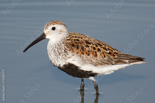 Dunlin © Katie Myer