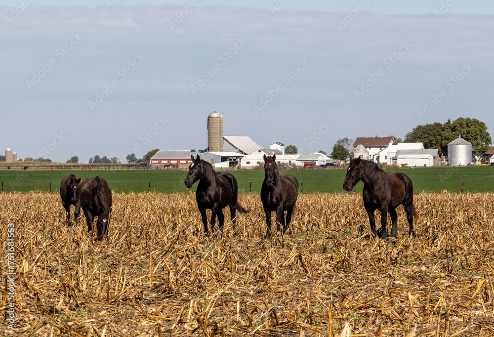 Stunning, black Percheron draft horses in a corn stubble field with a beautiful Amish farm in the background. 