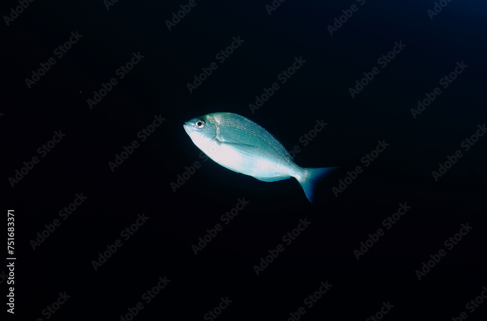 a silvery-toned fish, not at all ascending amidst the darkness of the night in its marine environment a silvery-toned fish, not at all ascending amidst the darkness of the night in its marine environment