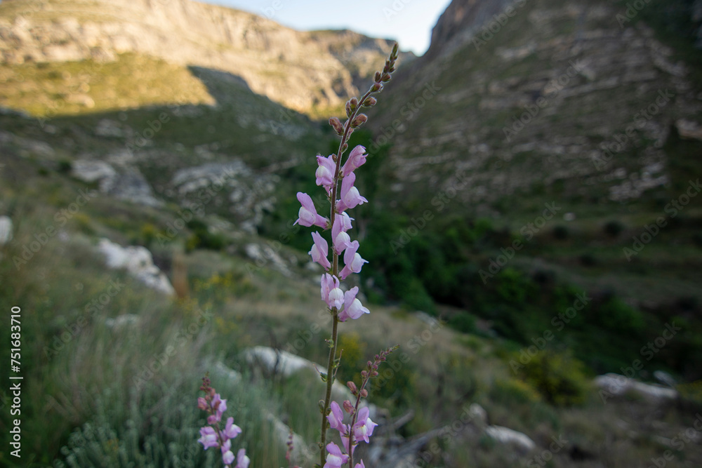 Violet flower grows surrounded by mountains Violet flower grows surrounded by mountains