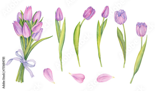 Pink tulip flowers watercolor collection. Set of spring and summer flowers painting isolated on white background for your design. Botanical painting. Flora design.