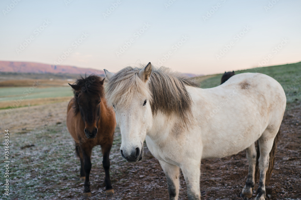 Obraz premium Traveling and exploring Iceland landscapes and famous places. Icelandic horses on the field. Autumn tourism by Atlantic Ocean and mountains. Outdoor views on beautiful cliffs and travel destinations.