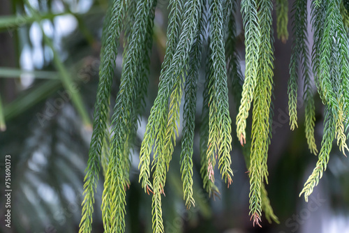 Green branch araucaria columnaris of tropical plants in glasshouse. Coniferous evergreen tree of cook pine or coral reef araucaria or new caledonia pine in glasshouse. This species millions of years. photo