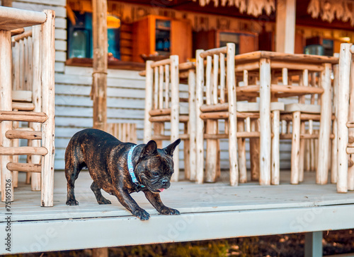 brown dog french bulldog in a petfriendly beach bar with rustic wooden furniture photo