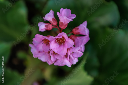 Frühling im Garten