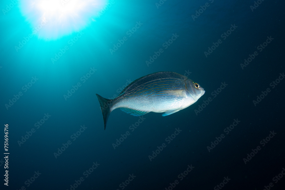Fototapeta premium silver fish swim happily in the sunshine on the sea bed