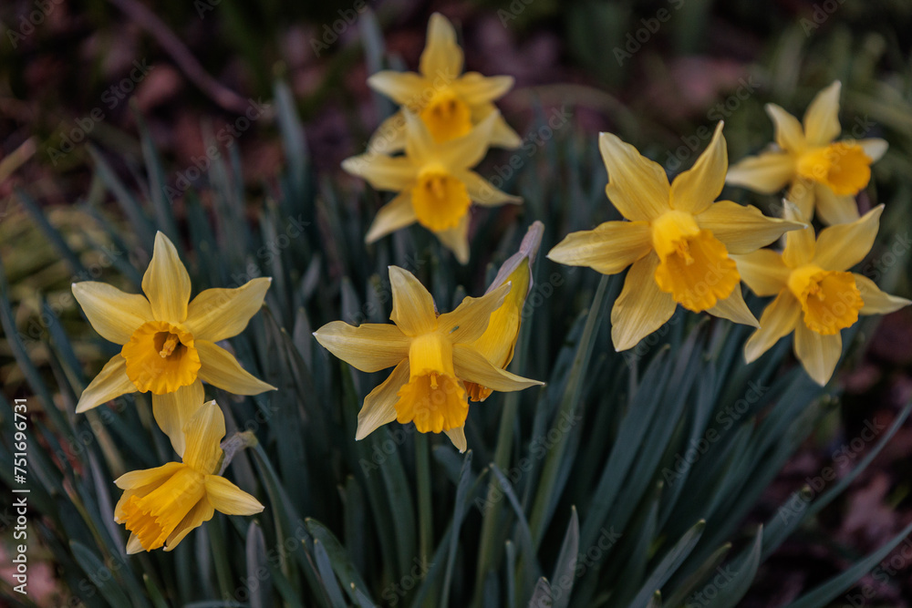 Fototapeta premium Frühling im Garten