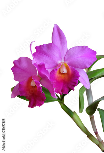 Blooming cattleya orchid in bright pink color isolated on white background, selective focus, vertical orientation.