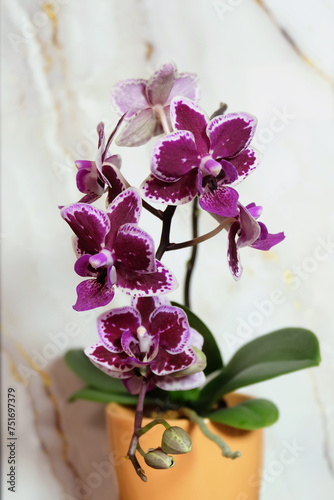 Blooming dark purple phalaenopsis orchid on a light marble background, selective focus, vertical orientation. © Ollga P