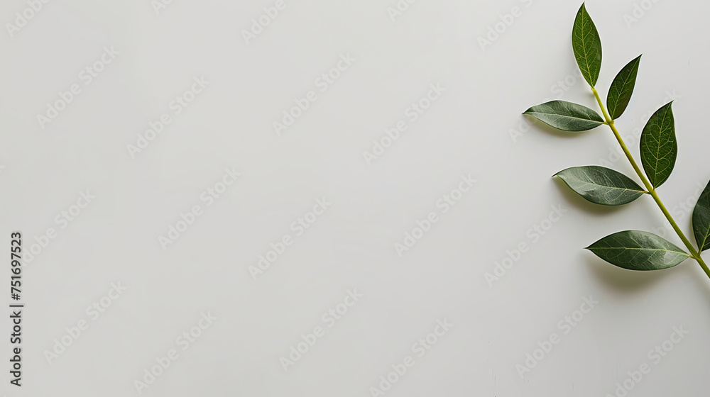 branch with green leaves on a white background with space for text