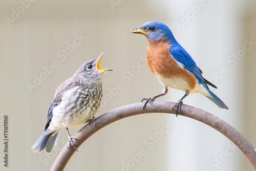 Eastern Bluebird