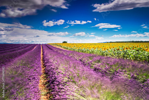 Blissful Breeze: Capturing Provence's Fields in 4K Long Exposure