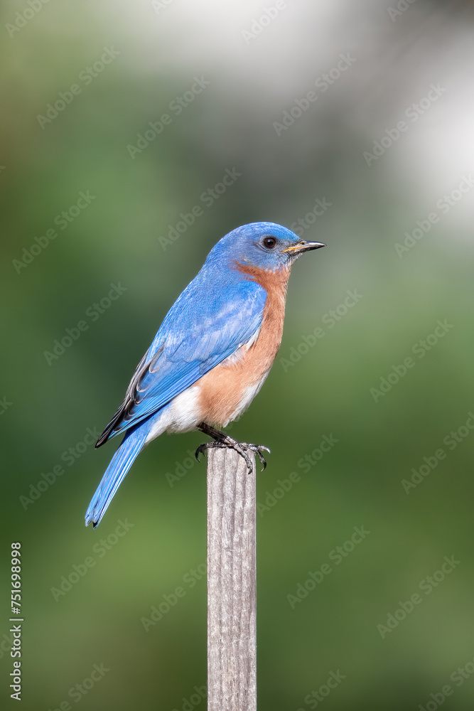 Obraz premium Eastern Bluebird