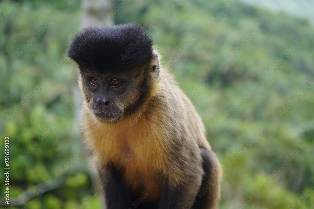The black capuchin (Sapajus nigritus), also known as the black-horned capuchin, is a capuchin monkey from the Atlantic Forest in south-eastern Brazil. Bosco Park site, Tianguá – Ceará. Brazil. The black capuchin (Sapajus nigritus), also known as the black-horned capuchin, is a capuchin monkey from the Atlantic Forest in south-eastern Brazil. Bosco Park site, Tianguá – Ceará. Brazil.