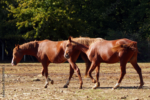 Majestic Beauties: Horses Grazing in Stud Farm in 4K Ultra HD © 4K ULTRA HD FOOTAGE