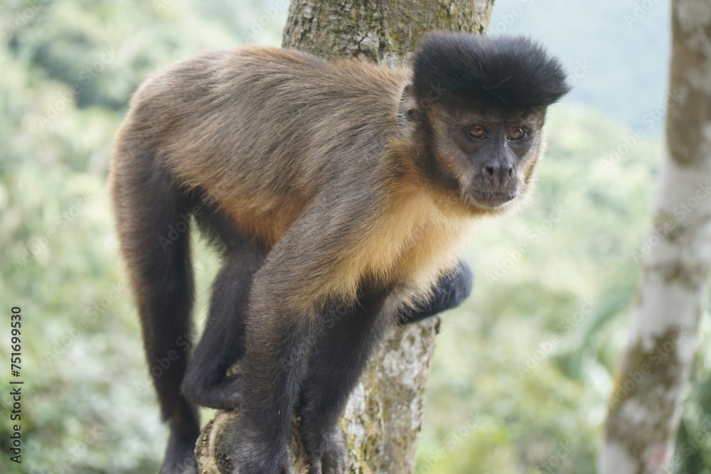 The black capuchin (Sapajus nigritus), also known as the black-horned capuchin, is a capuchin monkey from the Atlantic Forest in south-eastern Brazil. Bosco Park site, Tianguá – Ceará. Brazil. The black capuchin (Sapajus nigritus), also known as the black-horned capuchin, is a capuchin monkey from the Atlantic Forest in south-eastern Brazil. Bosco Park site, Tianguá – Ceará. Brazil.