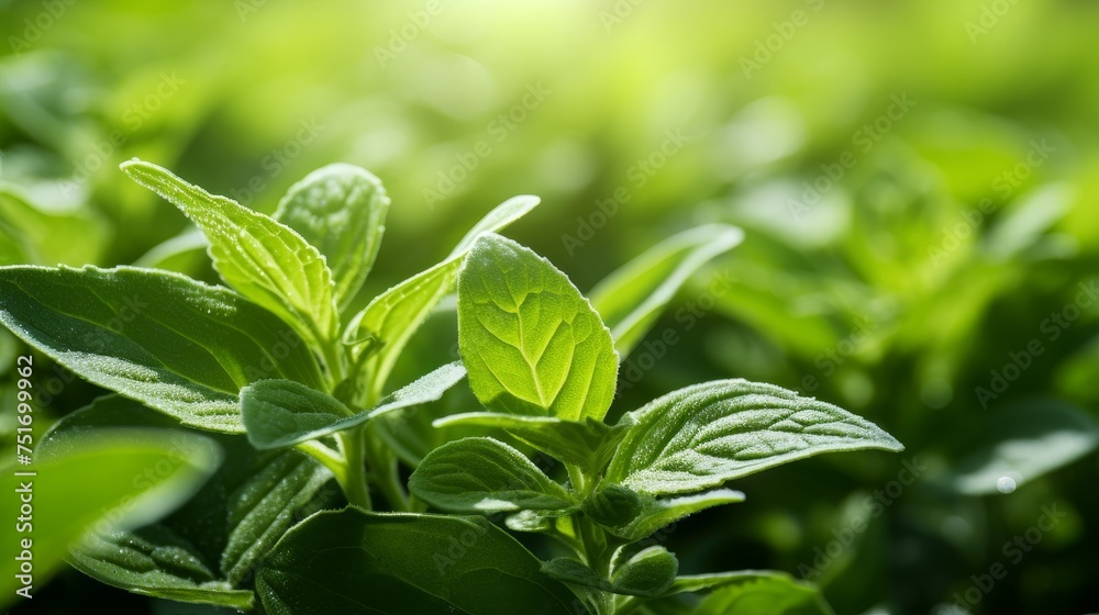 the leaves of a stevia plant the leaves of a stevia plant
