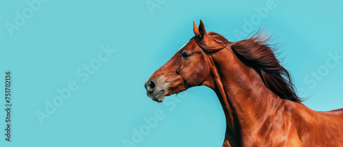 Cavalo marrom isolada no fundo azul - Papel de parede