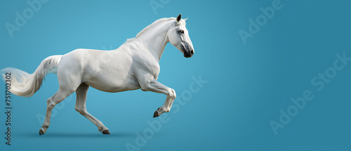 Cavalo branco isolado no fundo azul - Papel de parede