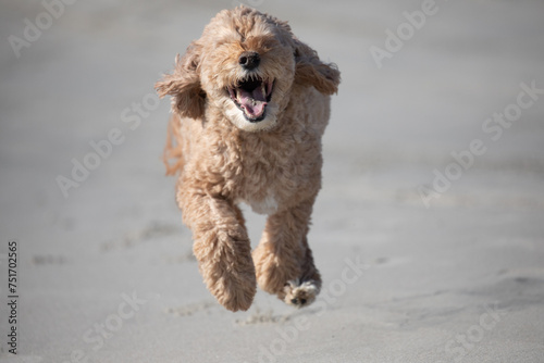 Labradoodle at the beach