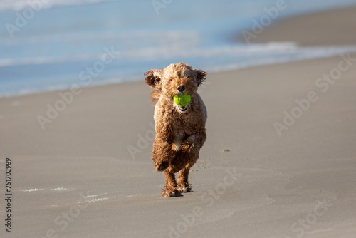 Dog running with tennis ball on the beach
