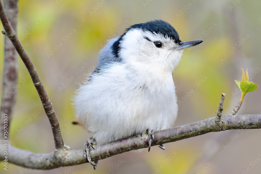 Obraz premium White Breasted Nuthatch