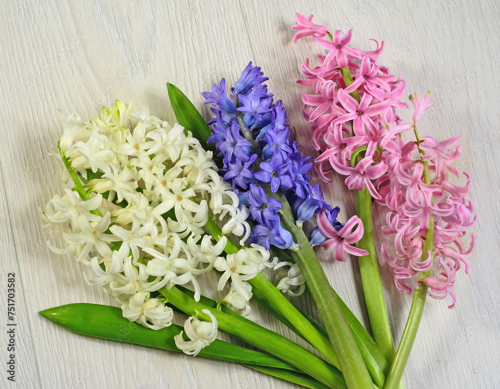 Hyacinths are colorful in spring Hyacinths are colorful in spring