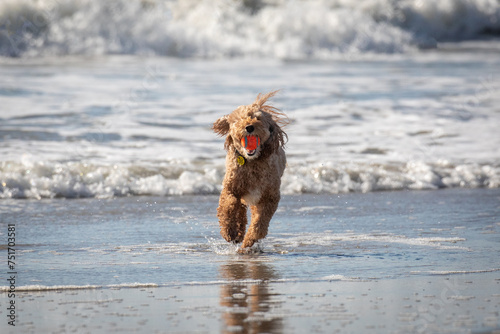 Dog running in the ocean