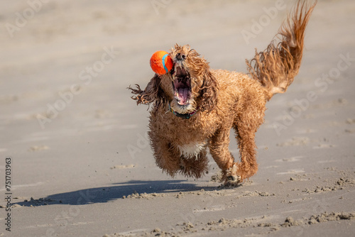 dog running on the beach