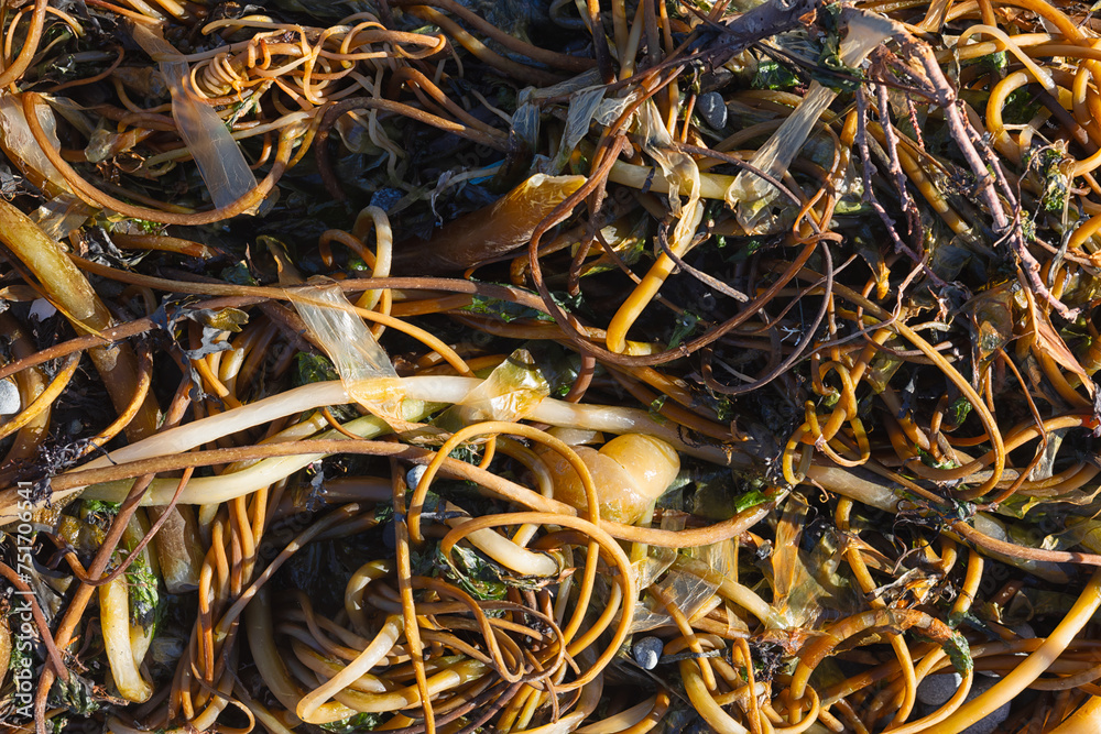 Large amount of brown kelp on the ground closeup Large amount of brown kelp on the ground closeup