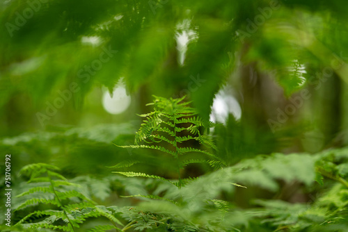 ferns in the forest