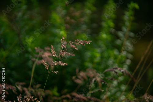moss on the grass