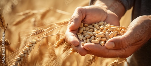 The hands of pour a handful of wheat grains