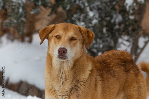 A stray dog in the snow. The concept of homelessness with a helpless look